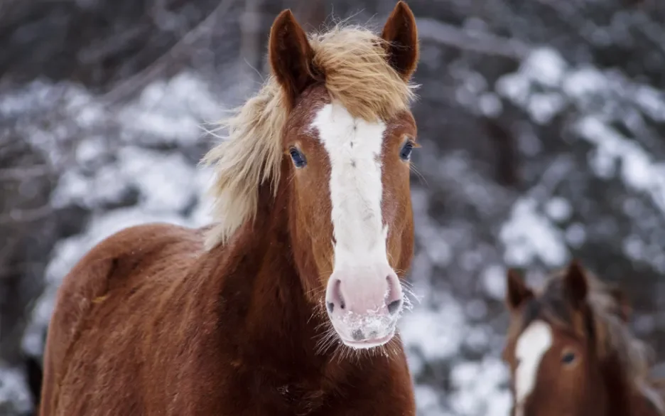 Dit deden we voor de paarden in 2023