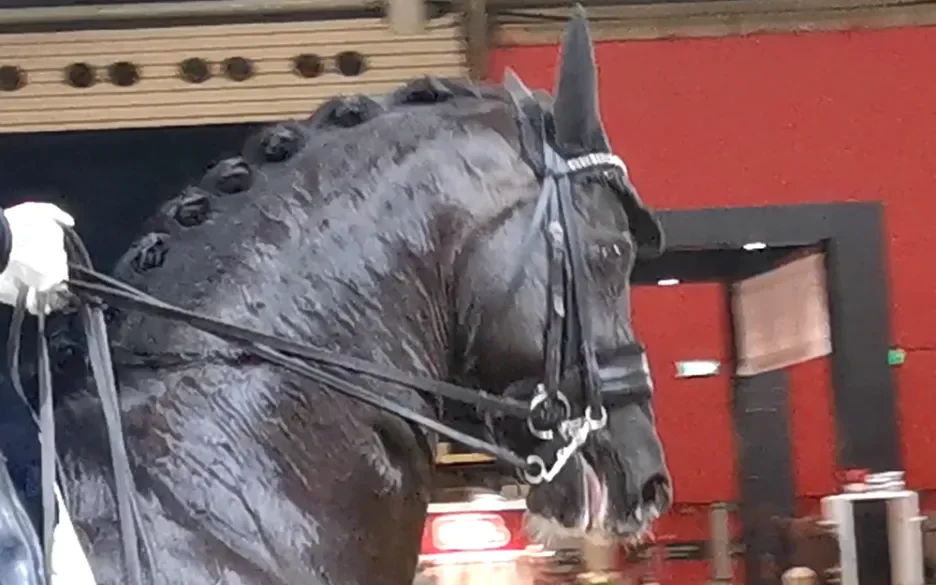 Gestreste paarden bij Jumping Amsterdam