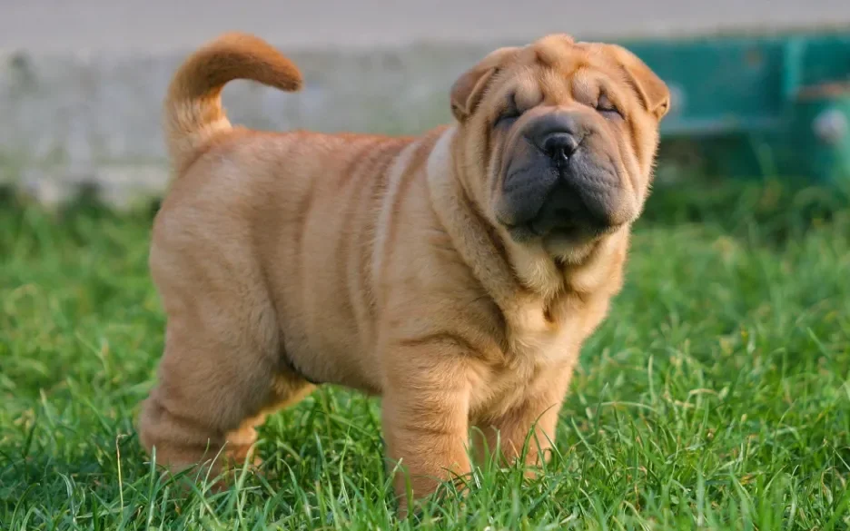 Shar-pei met antropion