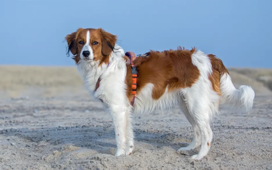 nederlandse kooikerhondje