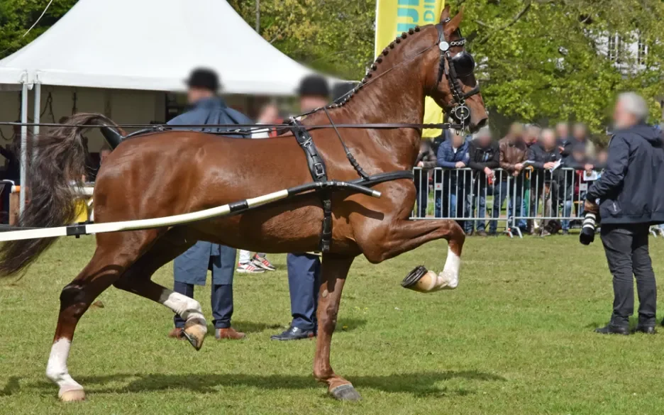 aangespannen paardensport