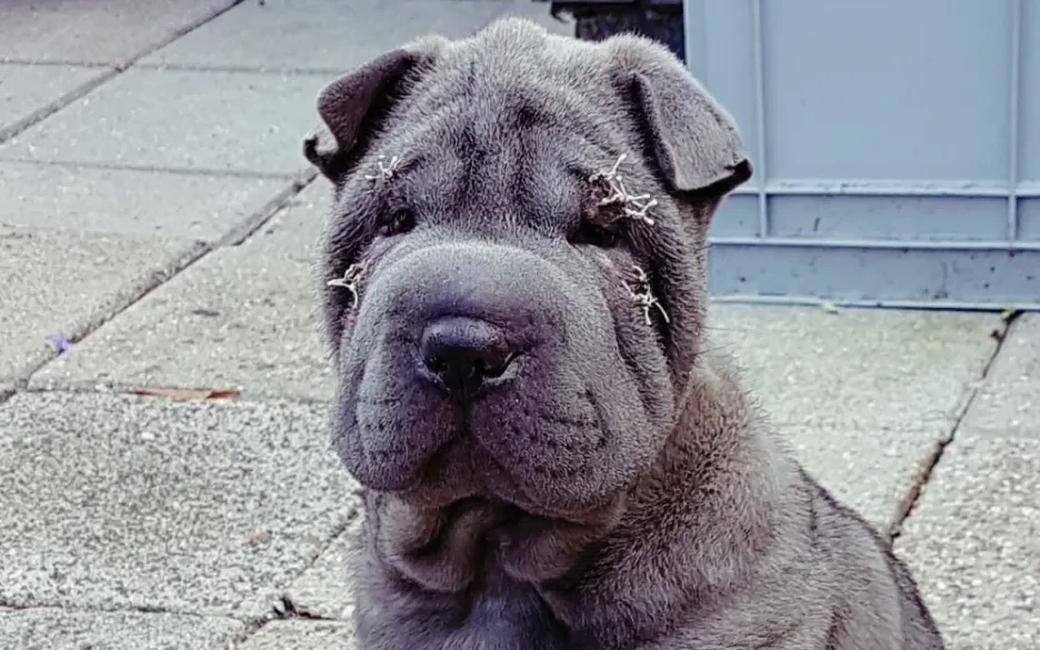 Shar-pei