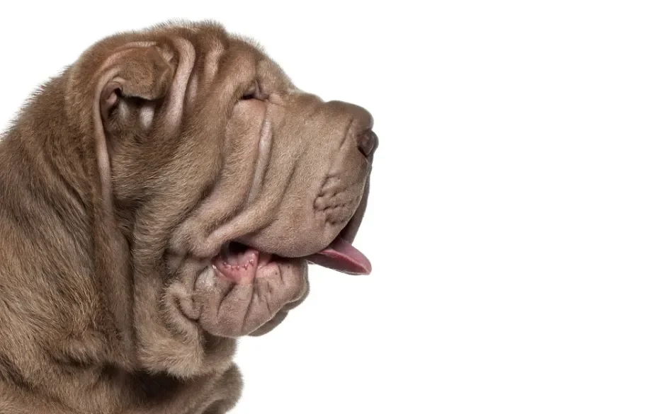 Shar-pei met tight lip