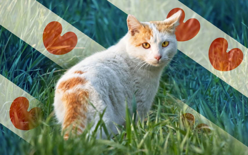 Rechter: Friesland mag katten blijven doodschieten