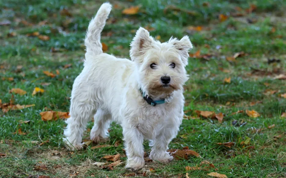 West highland white terrier