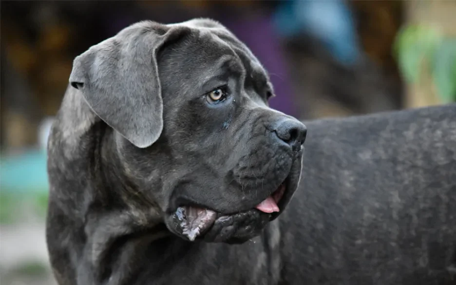 Cane corso