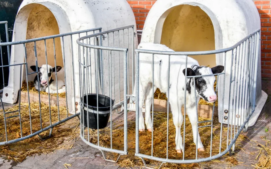 Kalfjes zijn een restproduct van zuivel