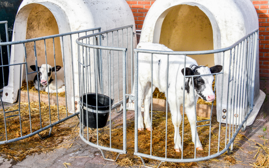 Kalfjes zijn een restproduct van zuivel