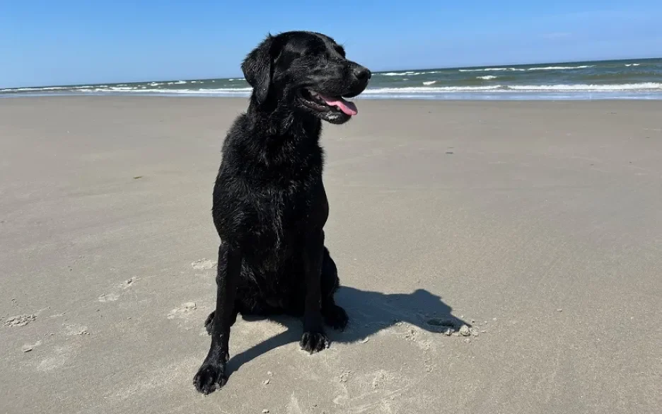 Sen op het strand