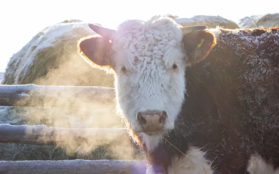 Dit deden we voor de dieren in 2024