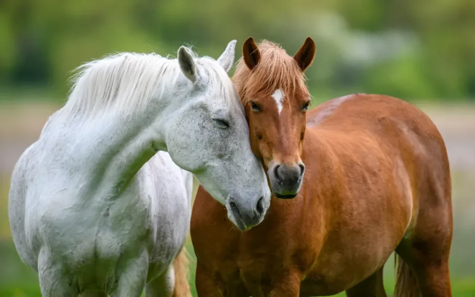 Dier&Recht wint rechtszaak over welzijn van paarden op maneges