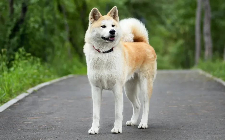 akita