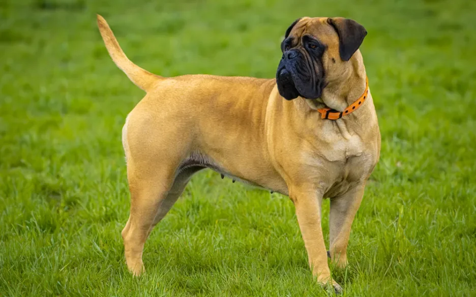 bullmastiff