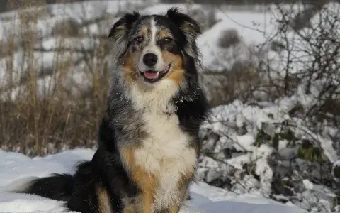 Australian shepherd