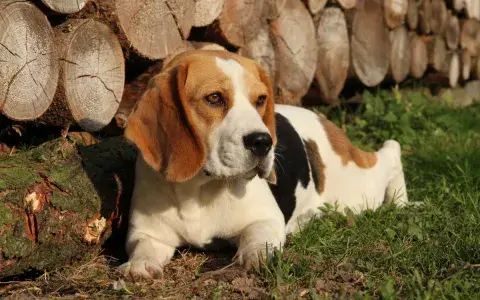 Beagle