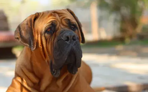 Boerboel