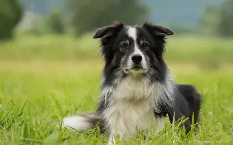 Bordercollie