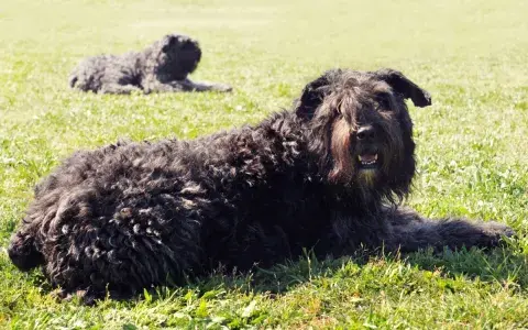 Bouvier des Flandres / Vlaamse koehond