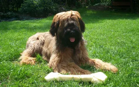 Briard