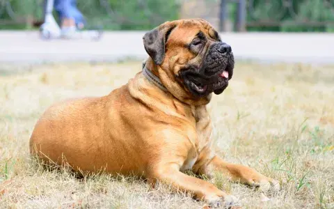 Bullmastiff