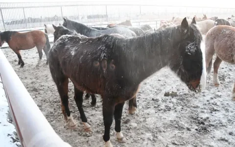 Ook veel misstanden bij paardenvlees uit Canada