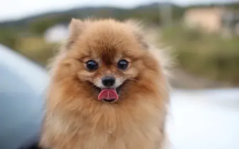 Dwergkeeshond