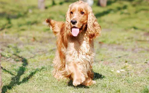 Engelse cocker spaniel