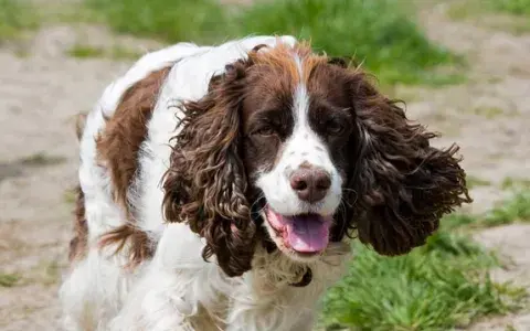 Engelse springerspaniel