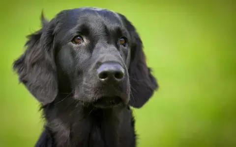 Flatcoated retriever