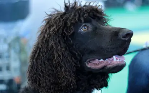 Ierse waterspaniel