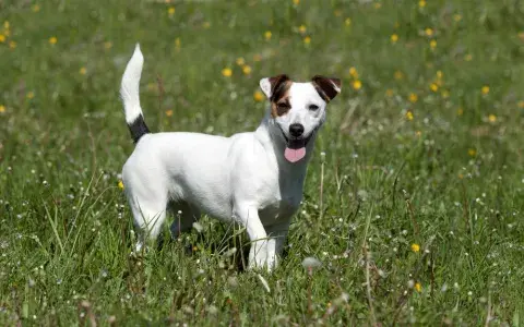 Jack russell terriër