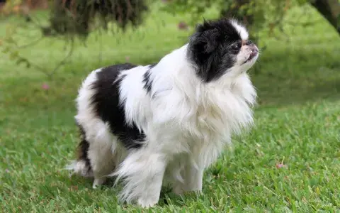 Japanse spaniel