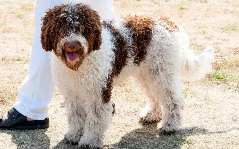 Lagotto romagnolo