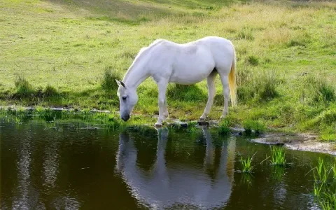 Laat je paard niet verbranden in de zon!