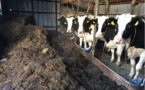 NVWA verdoet veel tijd bij risicoboerderijen