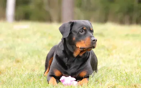 Rottweiler