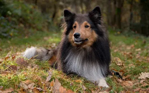 Shetland sheepdog