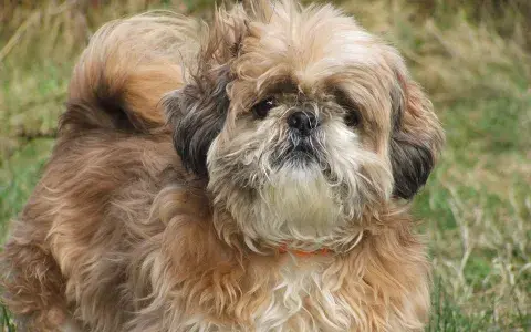 Shih tzu