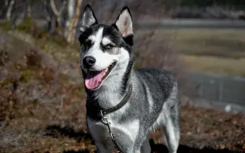 Siberische husky