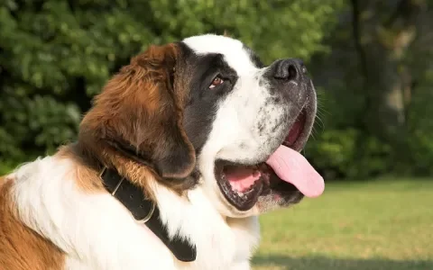 Minister Schouten: 'Fok niet met honden die drager zijn van epilepsie'