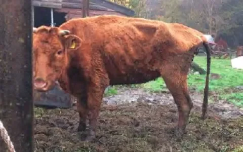 In België kan het wél: honderden verwaarloosde dieren per maand gered 