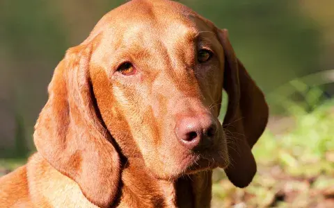 Vizsla, korthaar