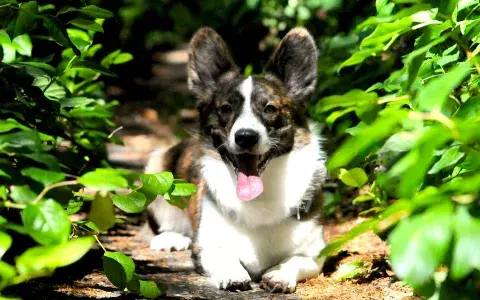 Welsh corgi cardigan