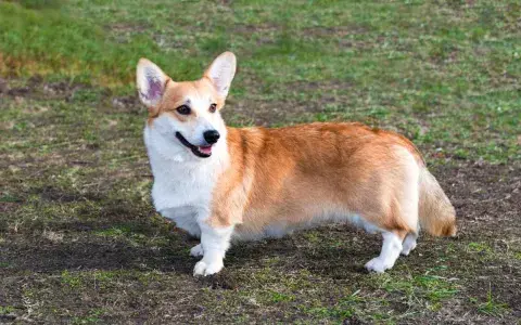 Welsh corgi pembroke