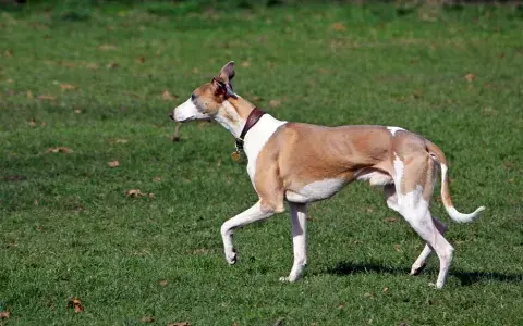 Whippet