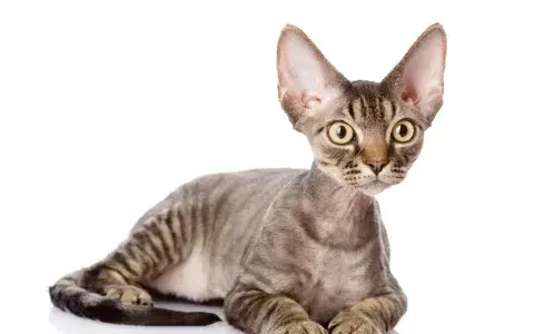 Devon rex