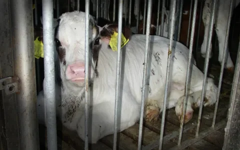 Waarom boeren die dieren verwaarlozen gewoon doorgaan