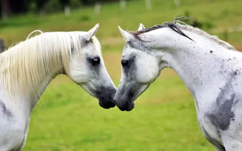 Eenzame paarden, hoe nu verder?