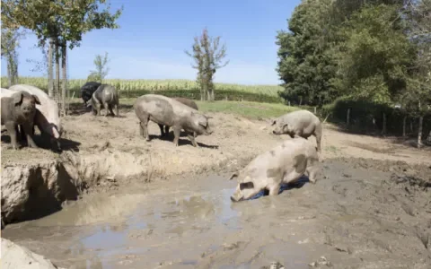 Monitor Duurzaam Voedsel: slecht nieuws voor de dieren