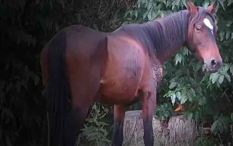 Nieuwe undercoverbeelden: ernstige mishandelingen op bloedboerderijen